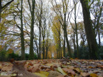 Gravenallee